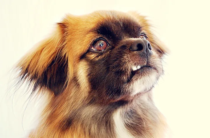 Cherry eye in dogs: Symptoms, Causes and Treatment