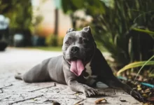 Types Of Dogs And The Best Home Breeds