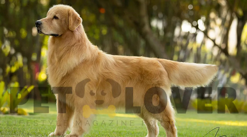 Golden Retriever Dog Breed Information