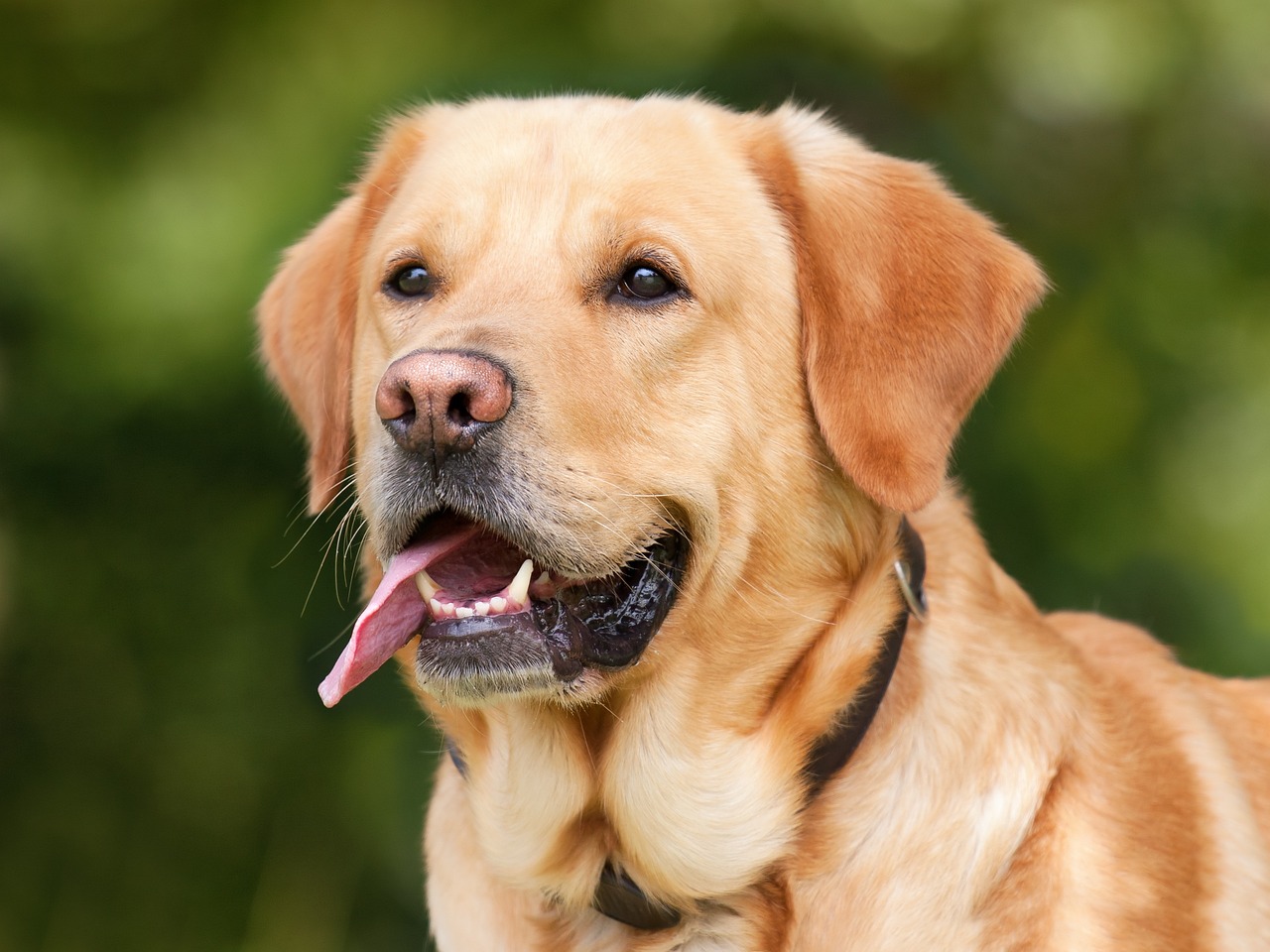 Labrador Retriever: A Comprehensive Guide to this Beloved Canine Companion