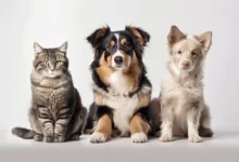 Choosing the Perfect Pet : A Guide for First-Time Pet Owners