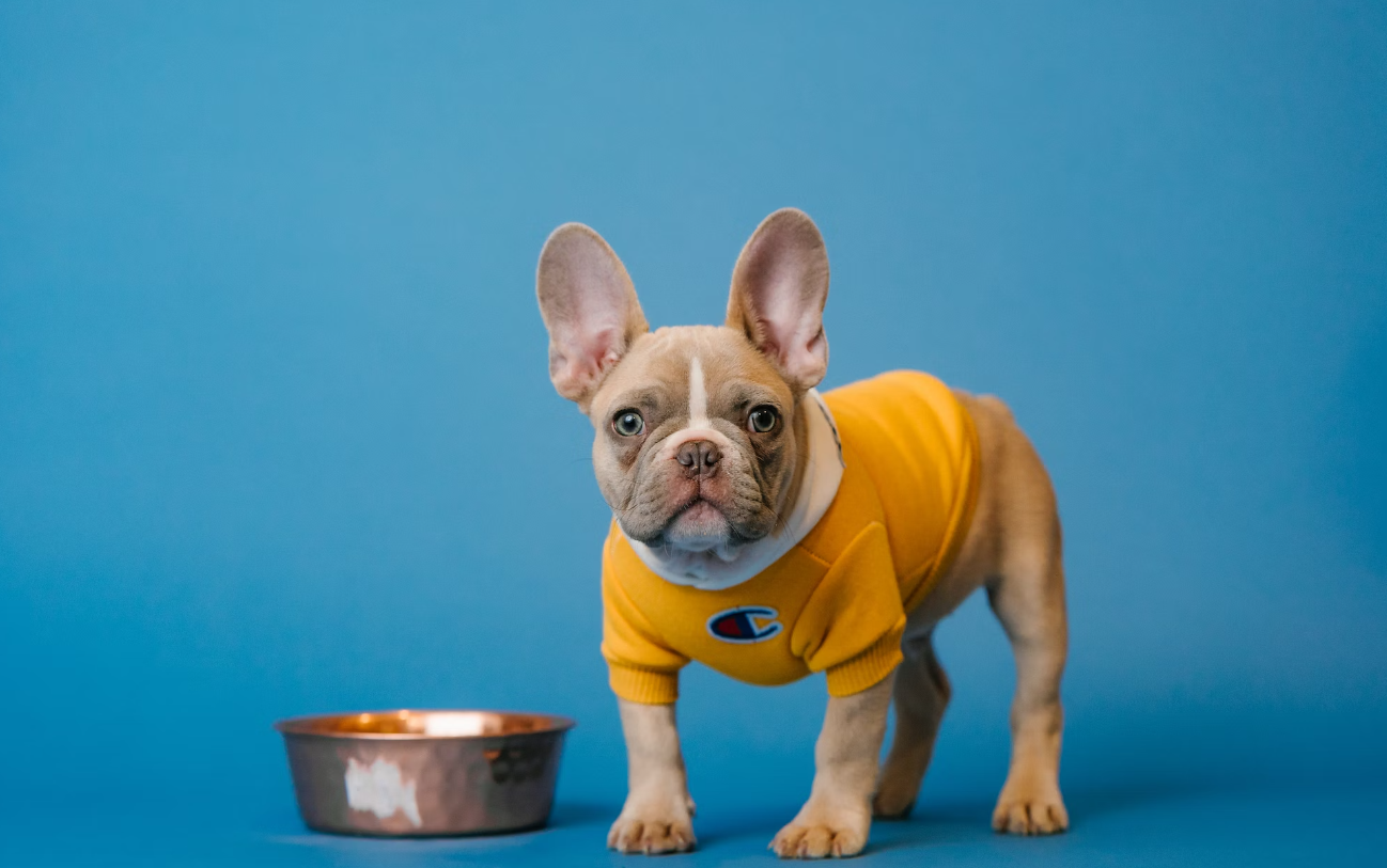 The Art and Science of Dogs Nutrition: Nourishing Your Furry Friend